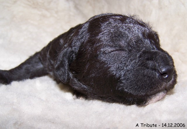 16-Ruede Male 1 - 14.12.2006-2.jpg